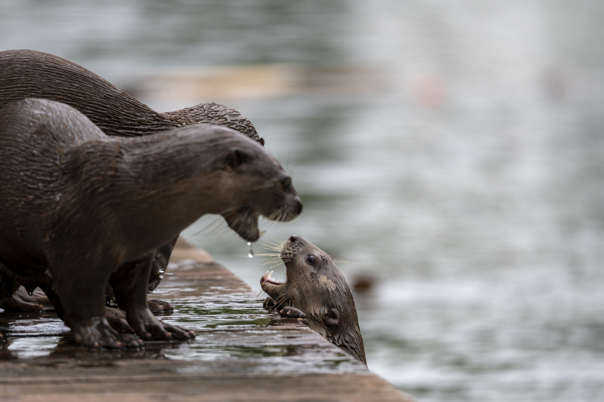 水獭是水生哺乳动物,适应各种水域环境,包括溪流,湖泊,水库,海岸线