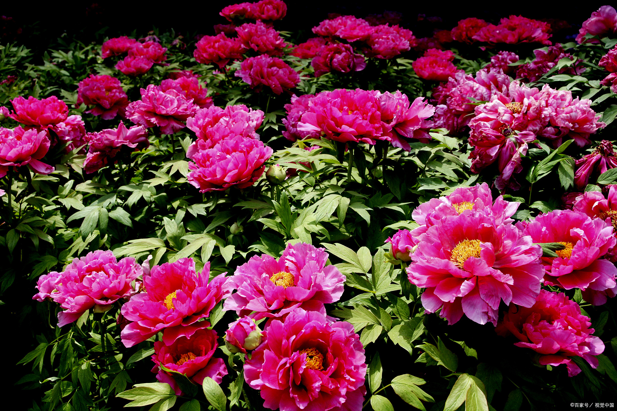 10首国色天香的牡丹花诗词,配上照片,最适合四月发朋友圈!_诗词名句网