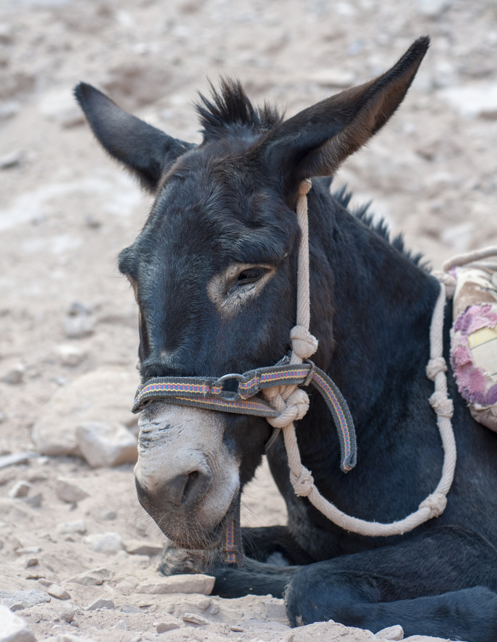 驴子通过交配繁殖后代,公驴与母驴在发情期交配,受精卵在母驴子宫内