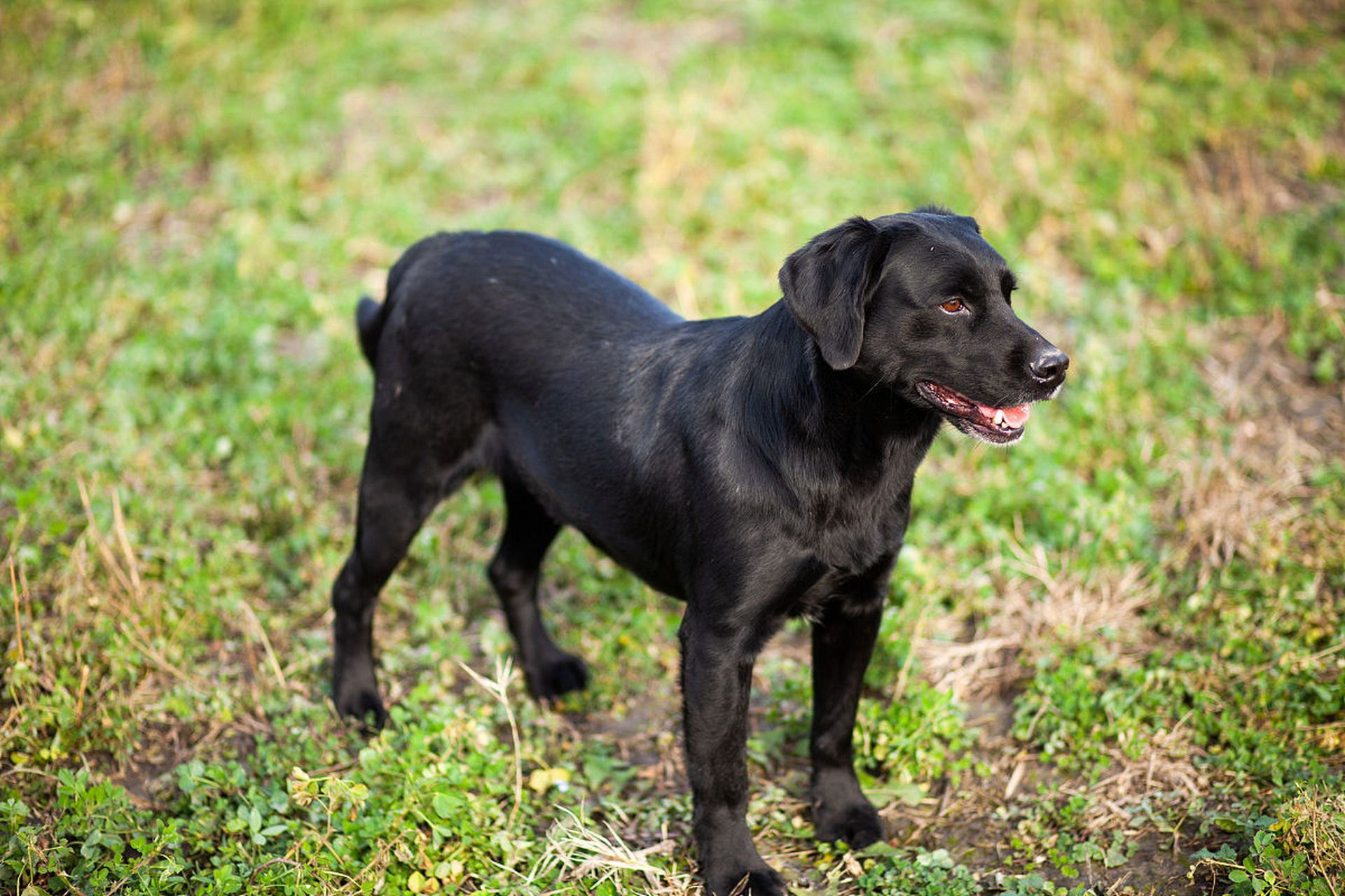 其中,黑色拉布拉多犬的毛发浓密,光滑,身体结实,性格温和,聪明,是受