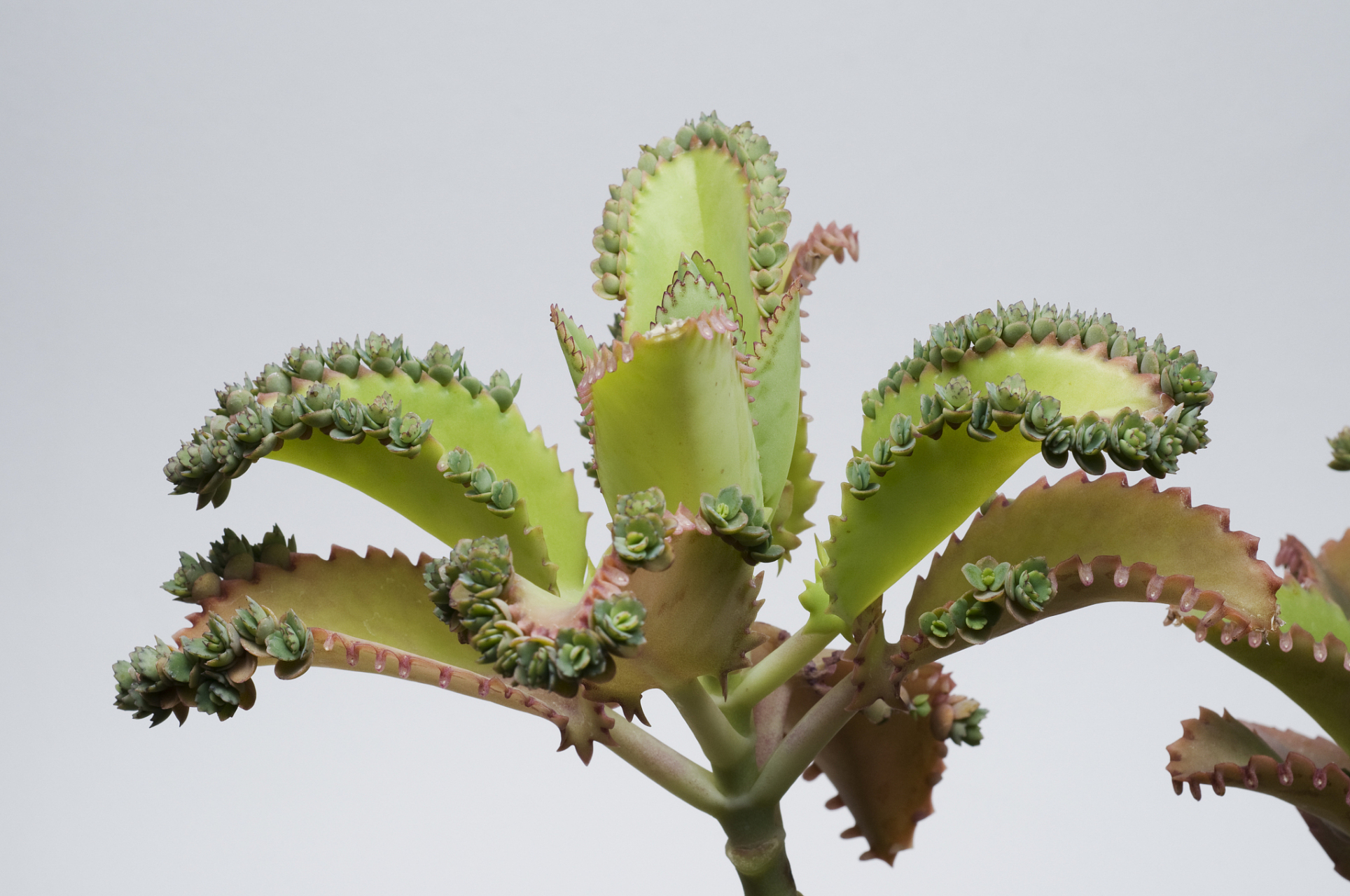 落地生根是景天科伽蓝菜属的多年生肉质草本植物,株高可达50-100厘米