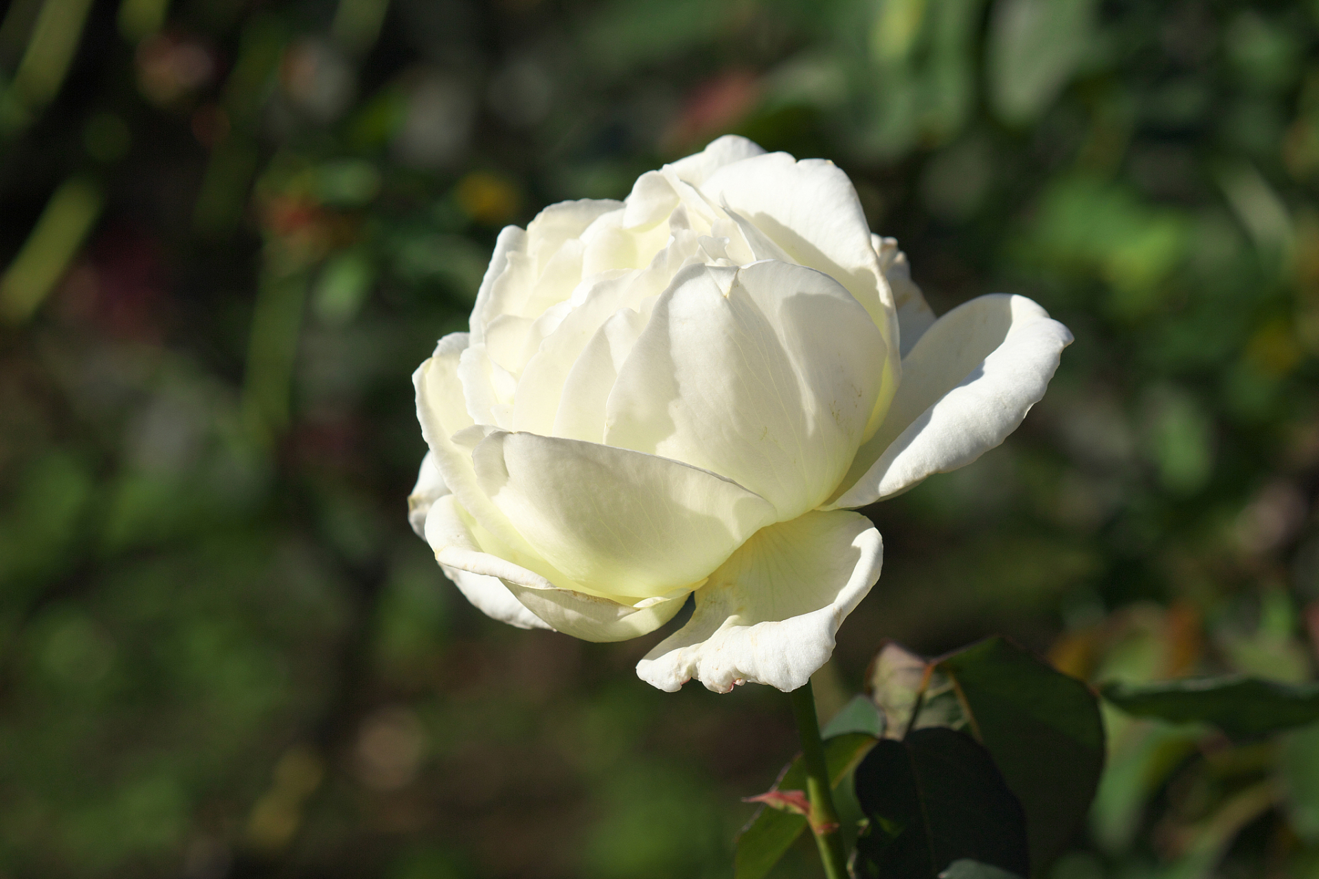 在静谧的花园里,一朵白如雪的月季花轻柔地绽放着.