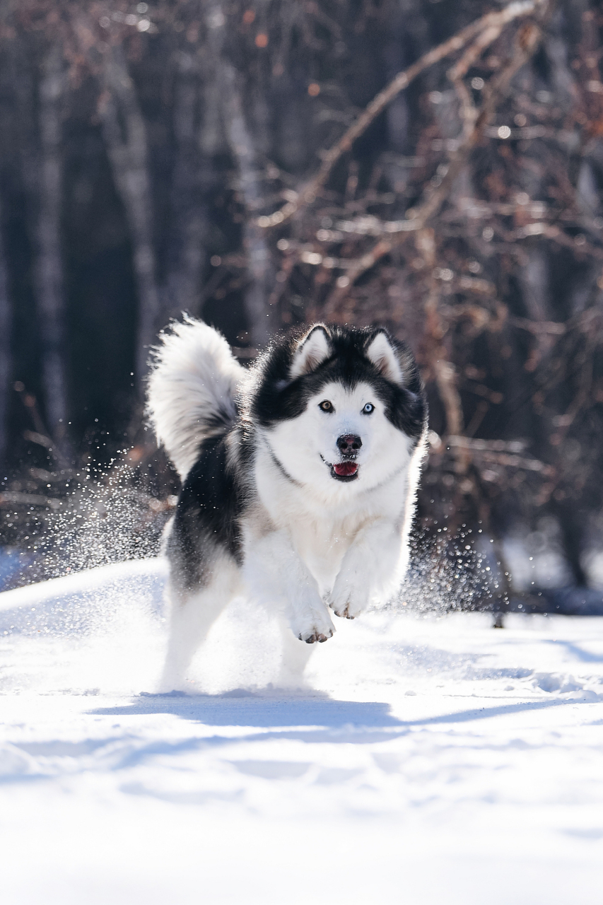 哈士奇雪橇犬图片图片