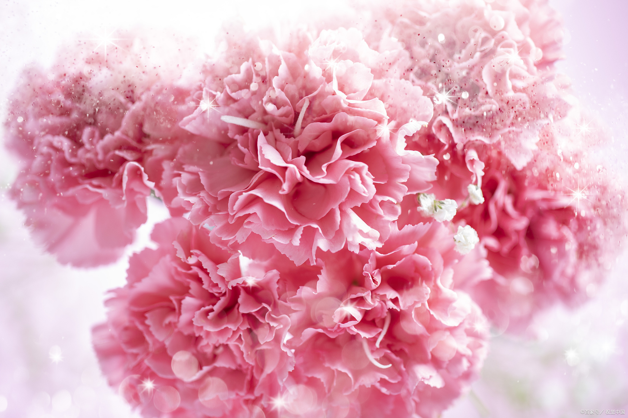 康乃馨醒花的方法,让你轻松掌握爱花的护理技巧!