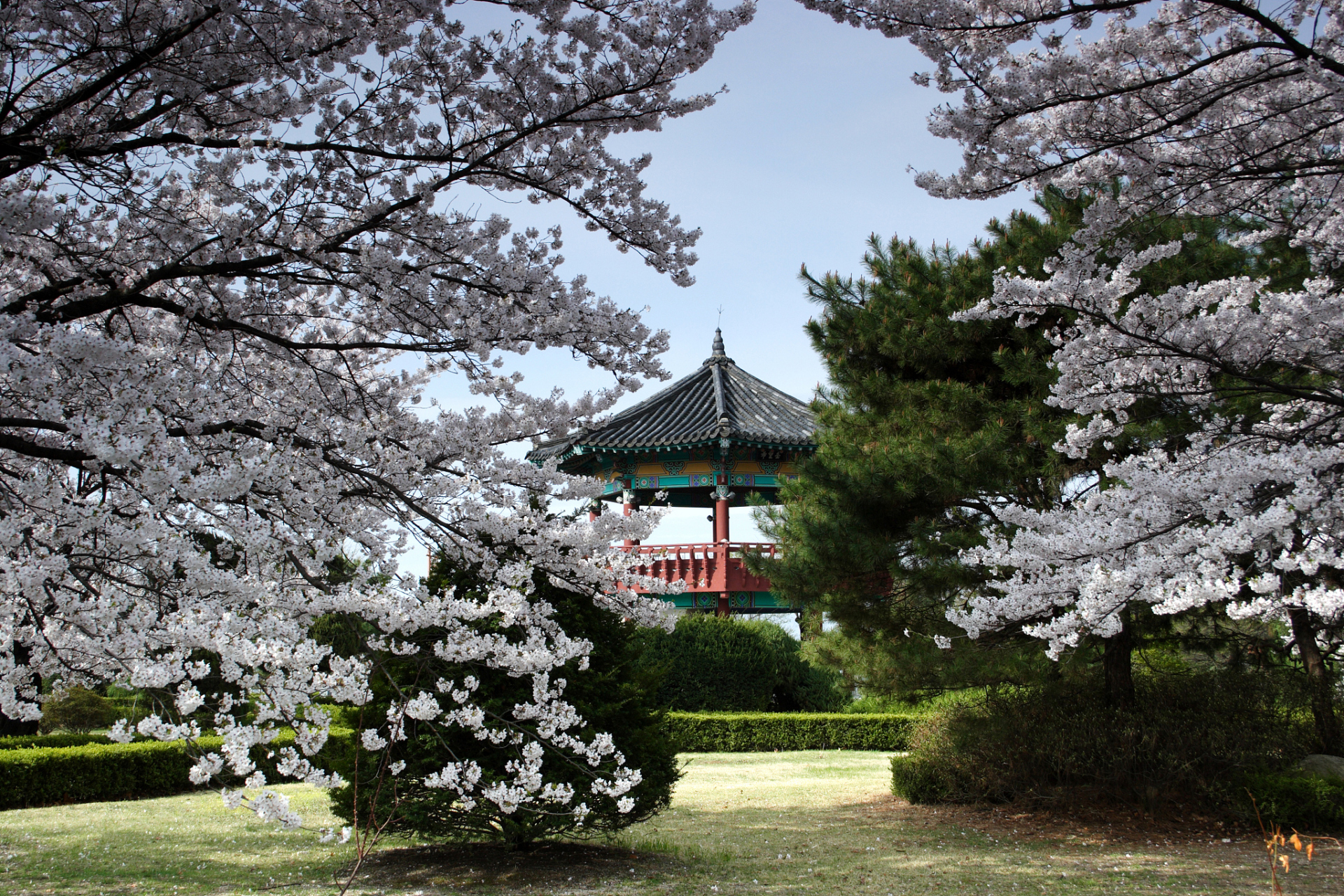 镜头里的春天# 春天来临,南京大学的校园里,一片繁花似锦的景象.