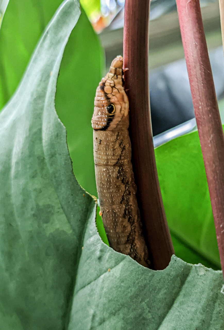 从巴西到黑凤蝶,毛毛虫的种类繁多,各显神通.