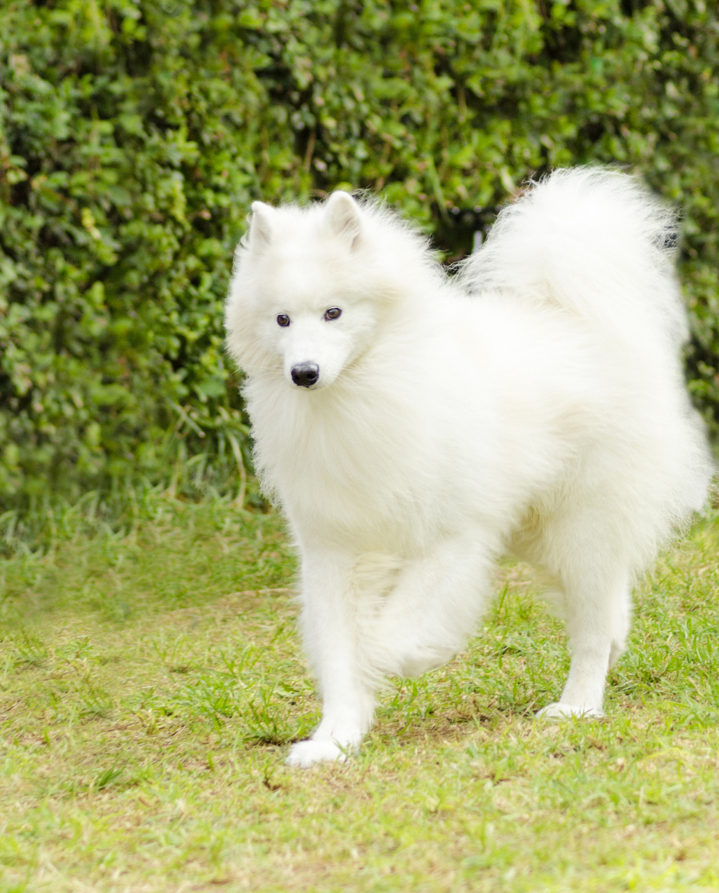 [原文:萨摩耶公的好还是母的好]