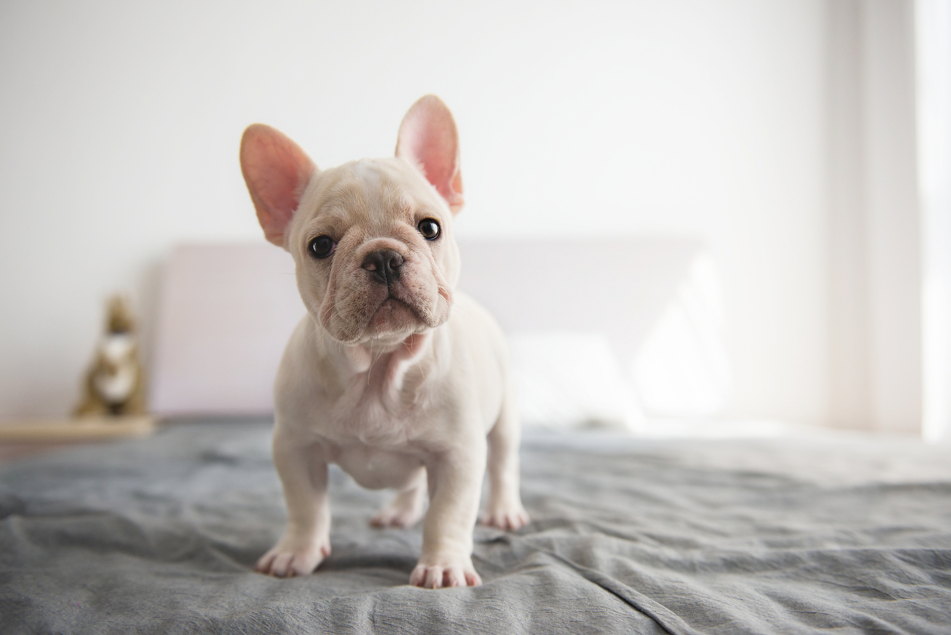 法斗最初被称为bouledogue fran04ais,这个词汇在法语中的意思是"