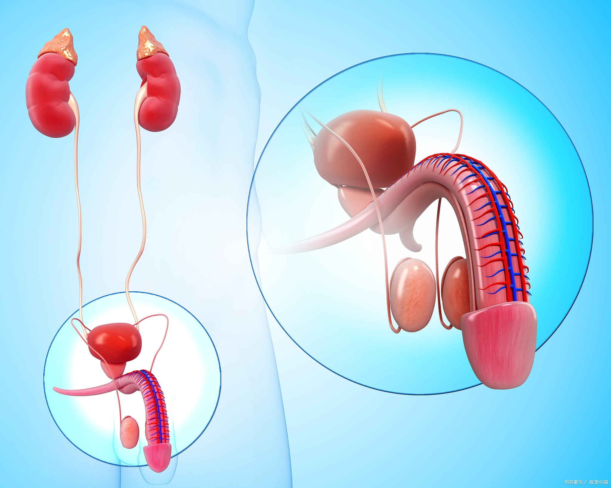 前列腺和睾丸的构造图图片