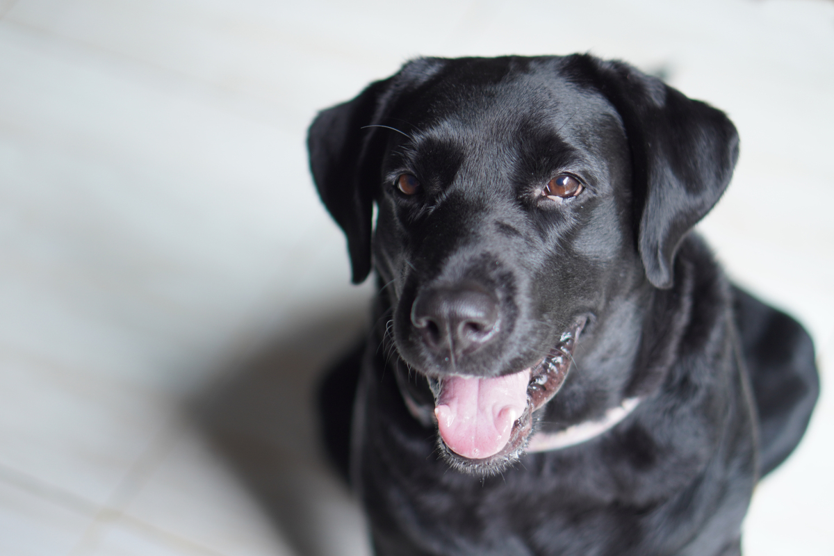 拉布拉多犬特性图片