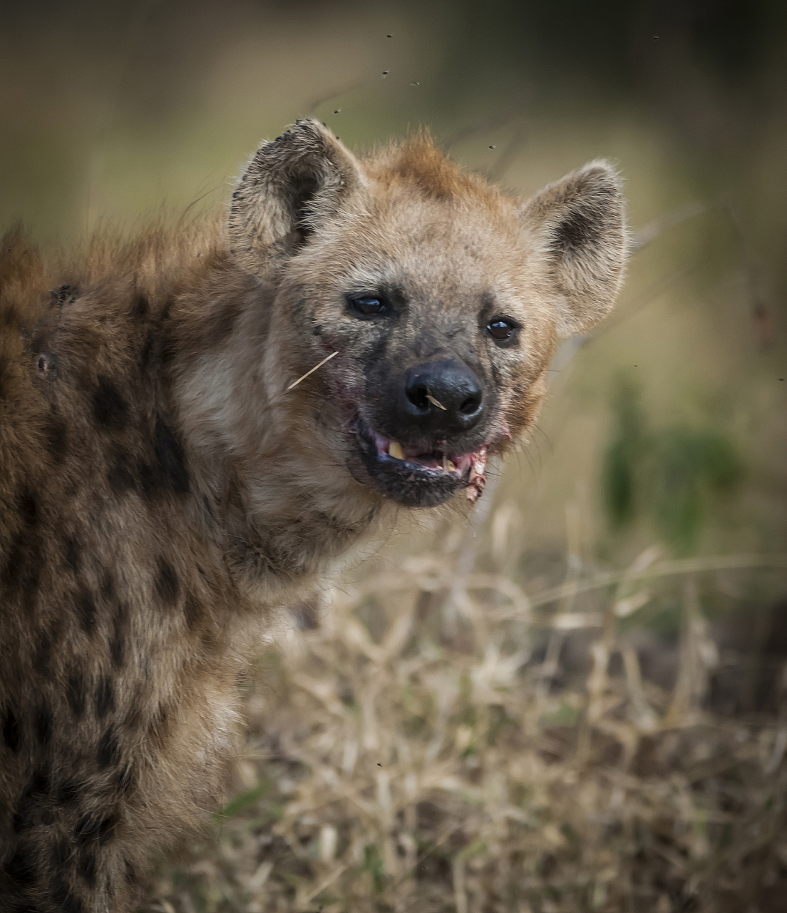 鬣狗虽然恶名在外,被称为非洲掏肛手,但它们尊老爱幼的行为是动物界中