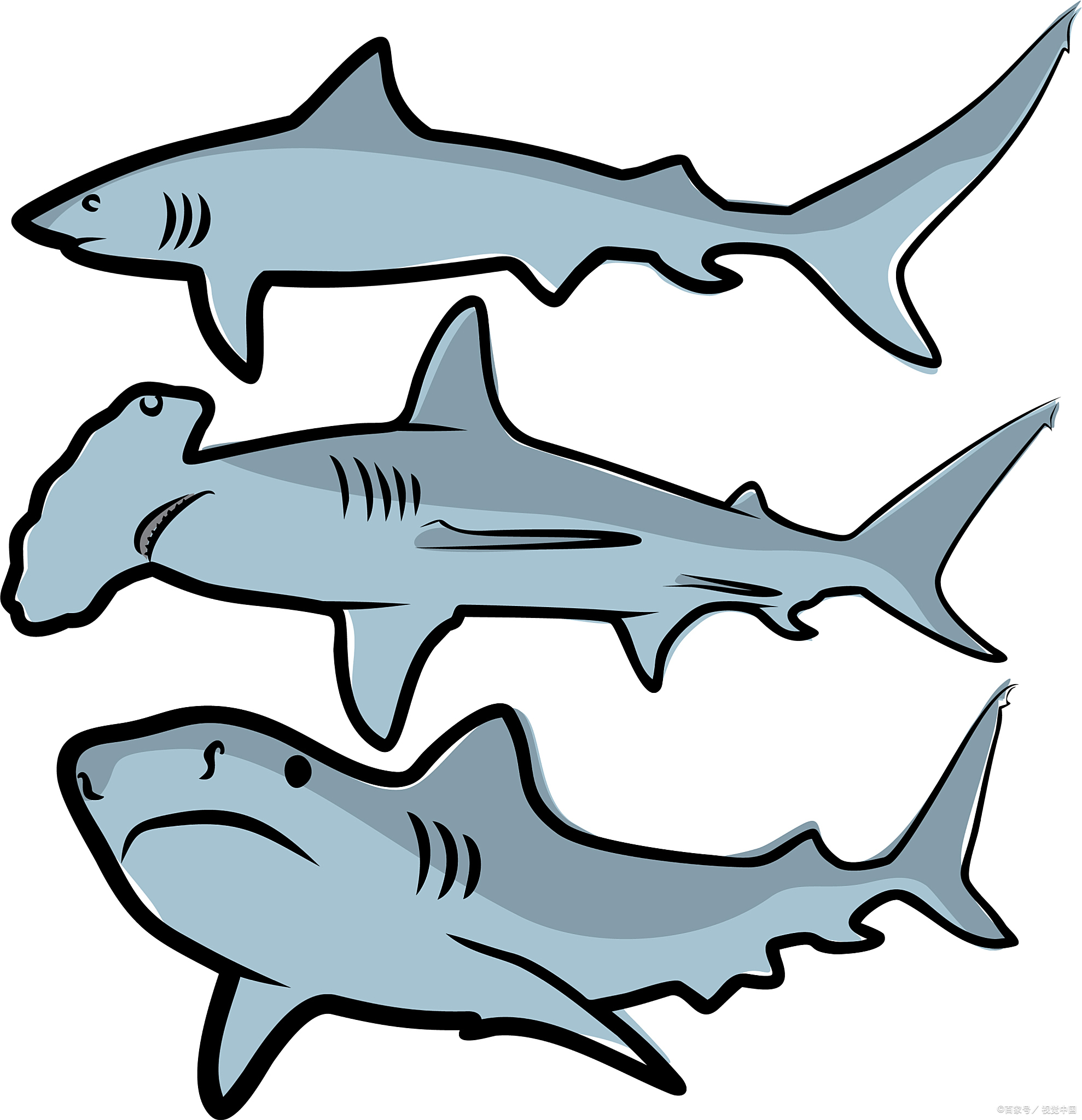 让我们一起踏上一段绘画之旅,学习如何一步步画出一只栩栩如生的鲨鱼