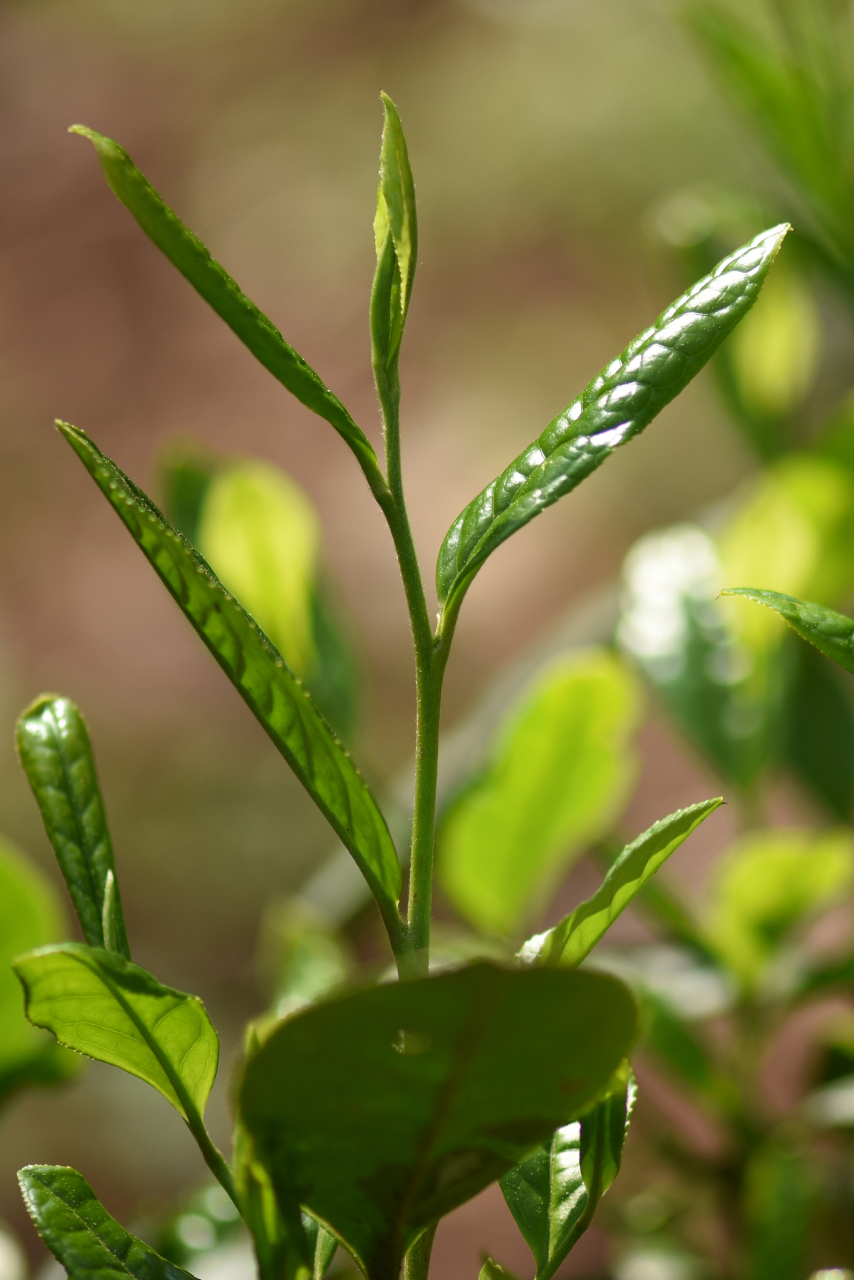 普洱春茶图片