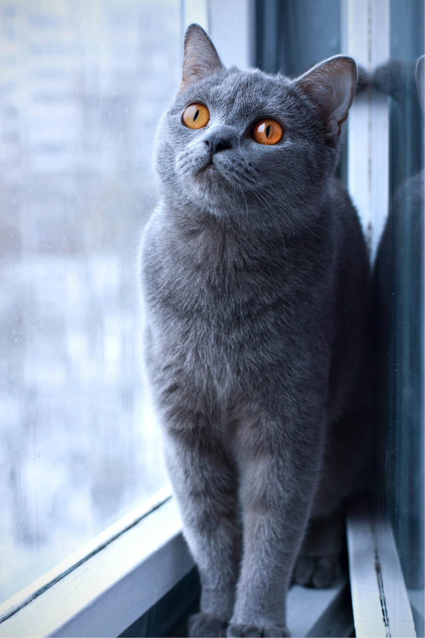 英短纯蓝猫,属于英国短毛猫的一种,是一种非常友善和温顺的猫咪,它们