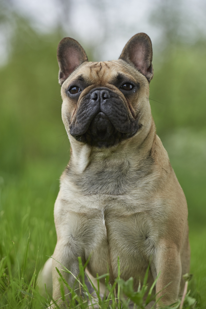 法国斗牛犬是一种原产于法国的中等体型犬种.