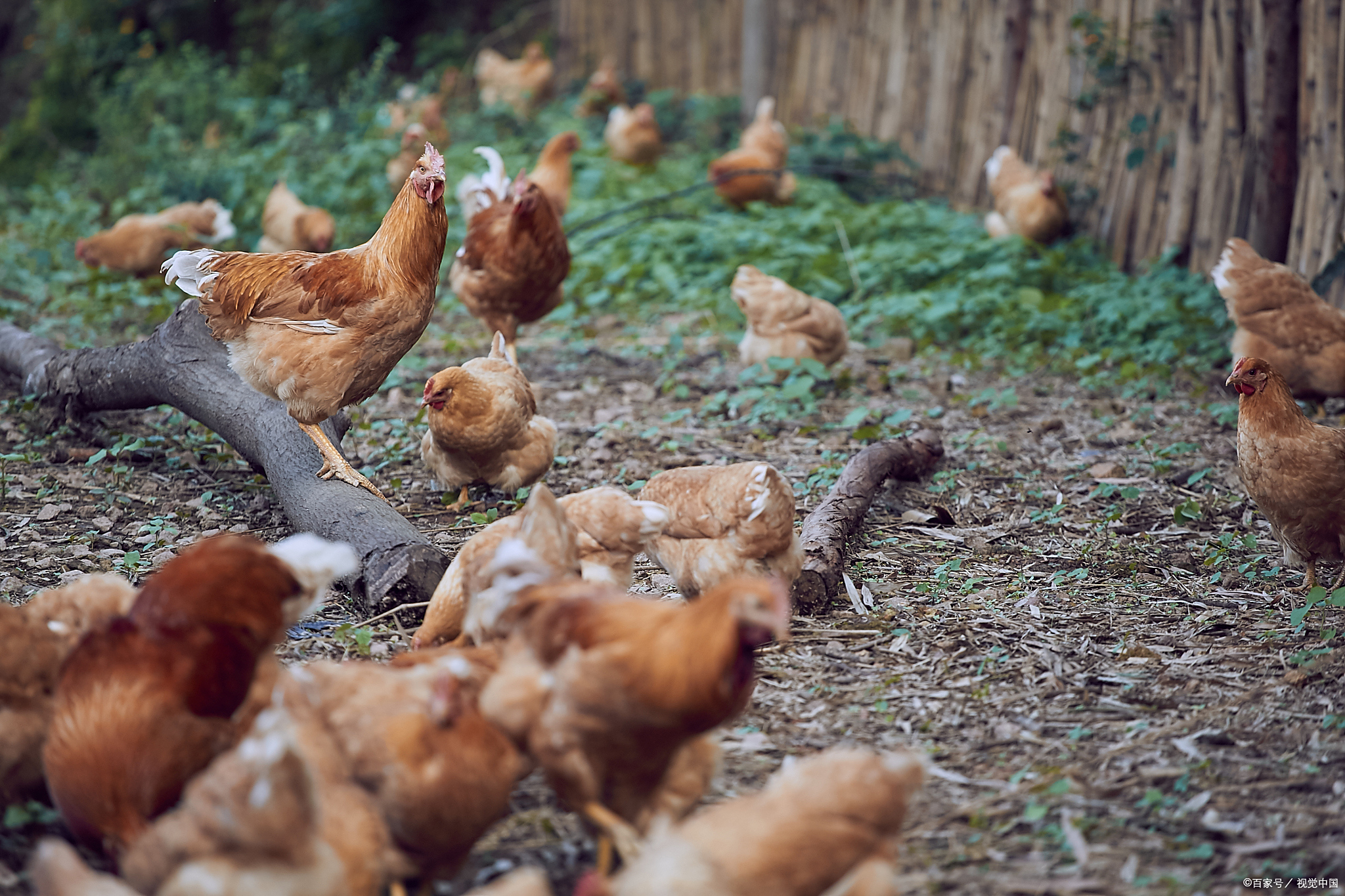 40岁"包山"养鸡,年赚20万,家人亲戚反对,他是靠什么成功赚钱