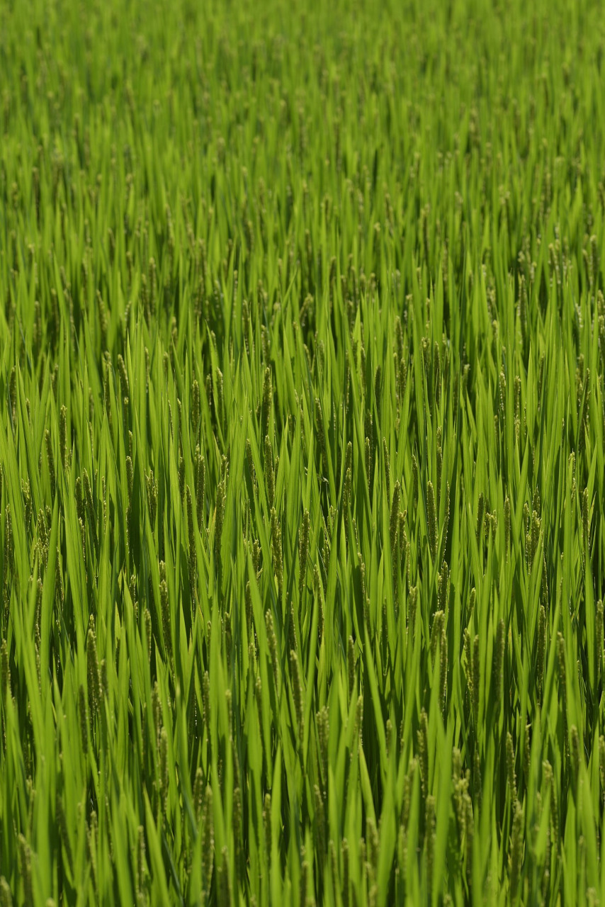 它主要危害水稻的穗部,严重时会导致大幅度减产甚至绝收.