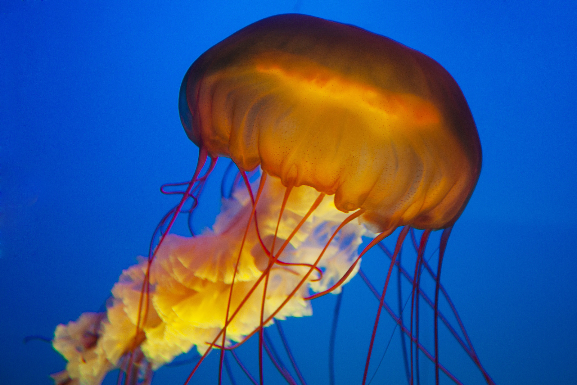 你见过霞水母吗?