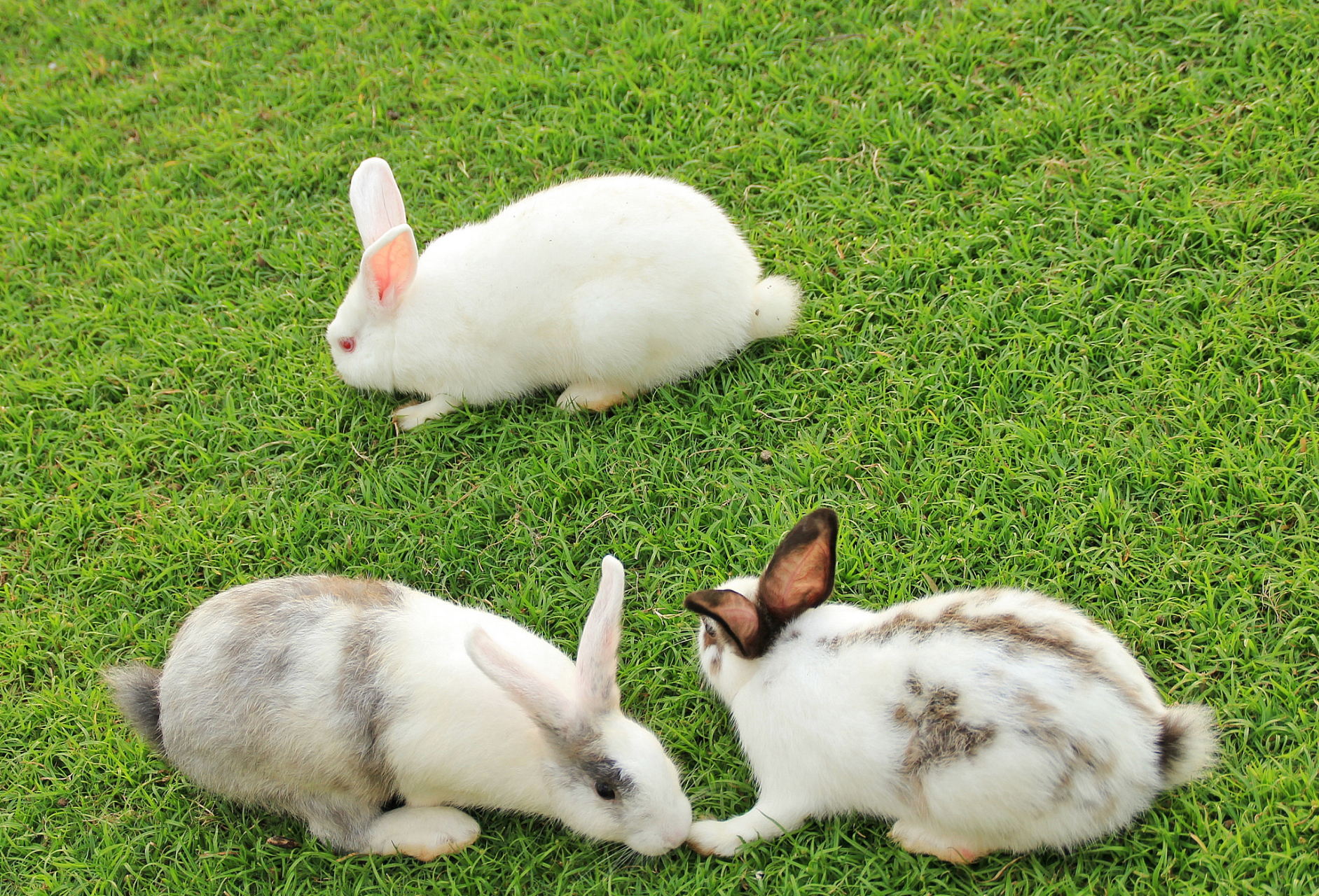 兔子只有两条腿,这使得它们身体结构更轻盈灵活,在草丛中奔跑迅速.