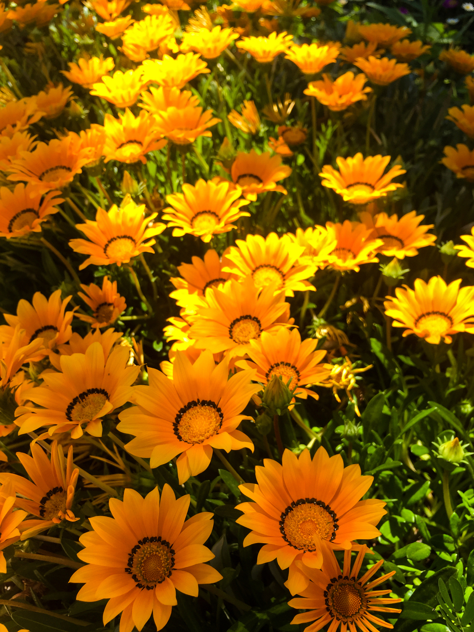 金盏菊,别名黄金盏,是一种菊科二年生草本植物.