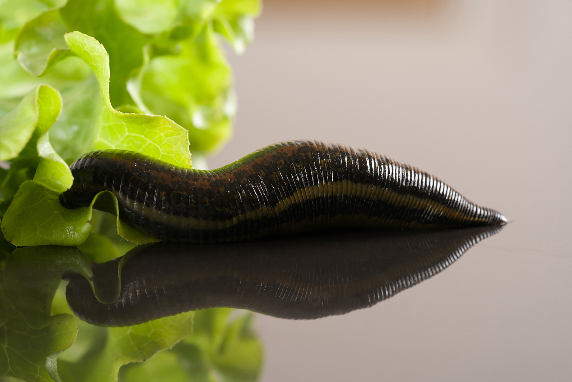 水质和环境:蚂蟥适宜在清洁的水质环境中生长,水质需保持适宜的 ph