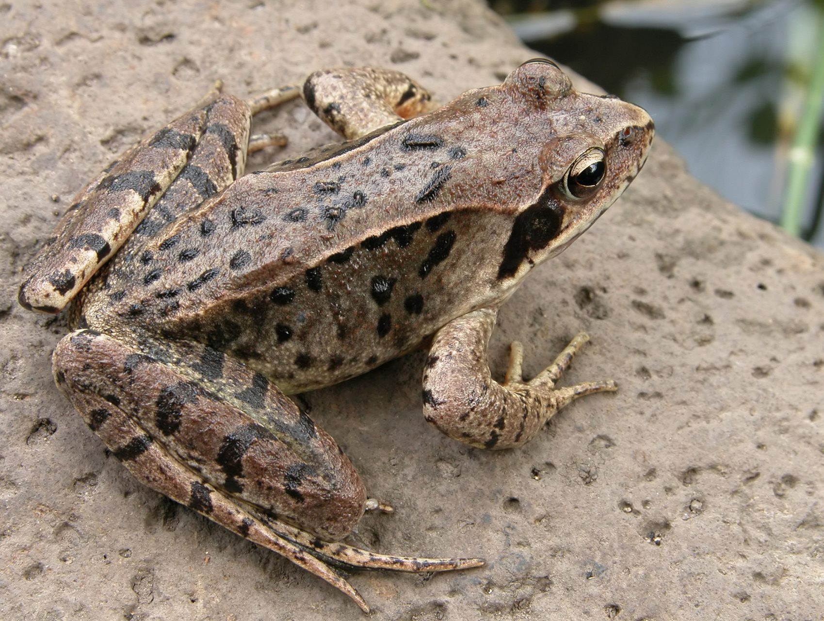 "我明明养的是虎纹蛙,镇政府却说是牛蛙,不让我养了"   林先生对此