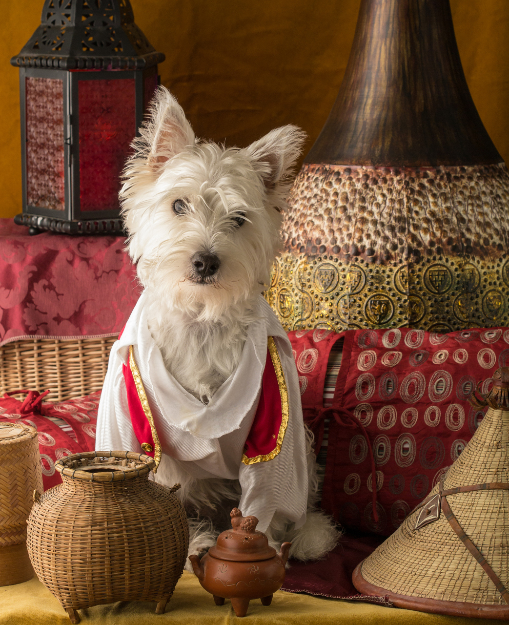 西高地白梗#毛色纯白,是一种典型的梗类犬.