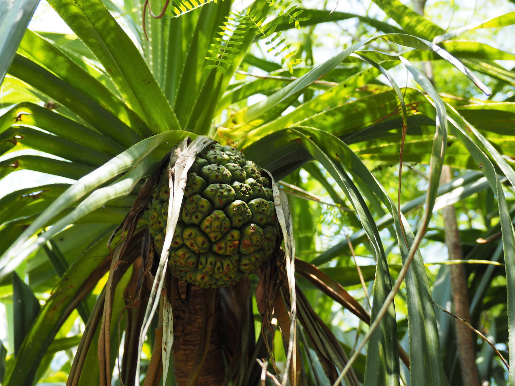 日本冲绳水果乐园:热带风情的天堂,等你来探索!
