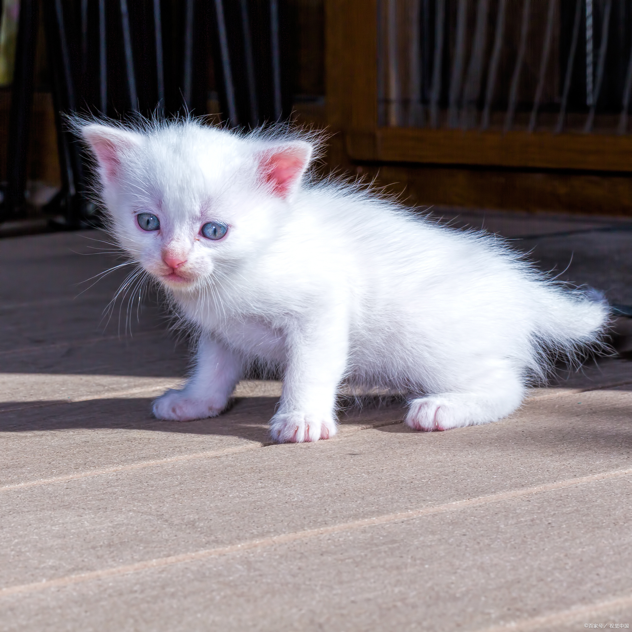 小白猫取什么名字好?雪球,奶糖,煤球,白白,咪咪