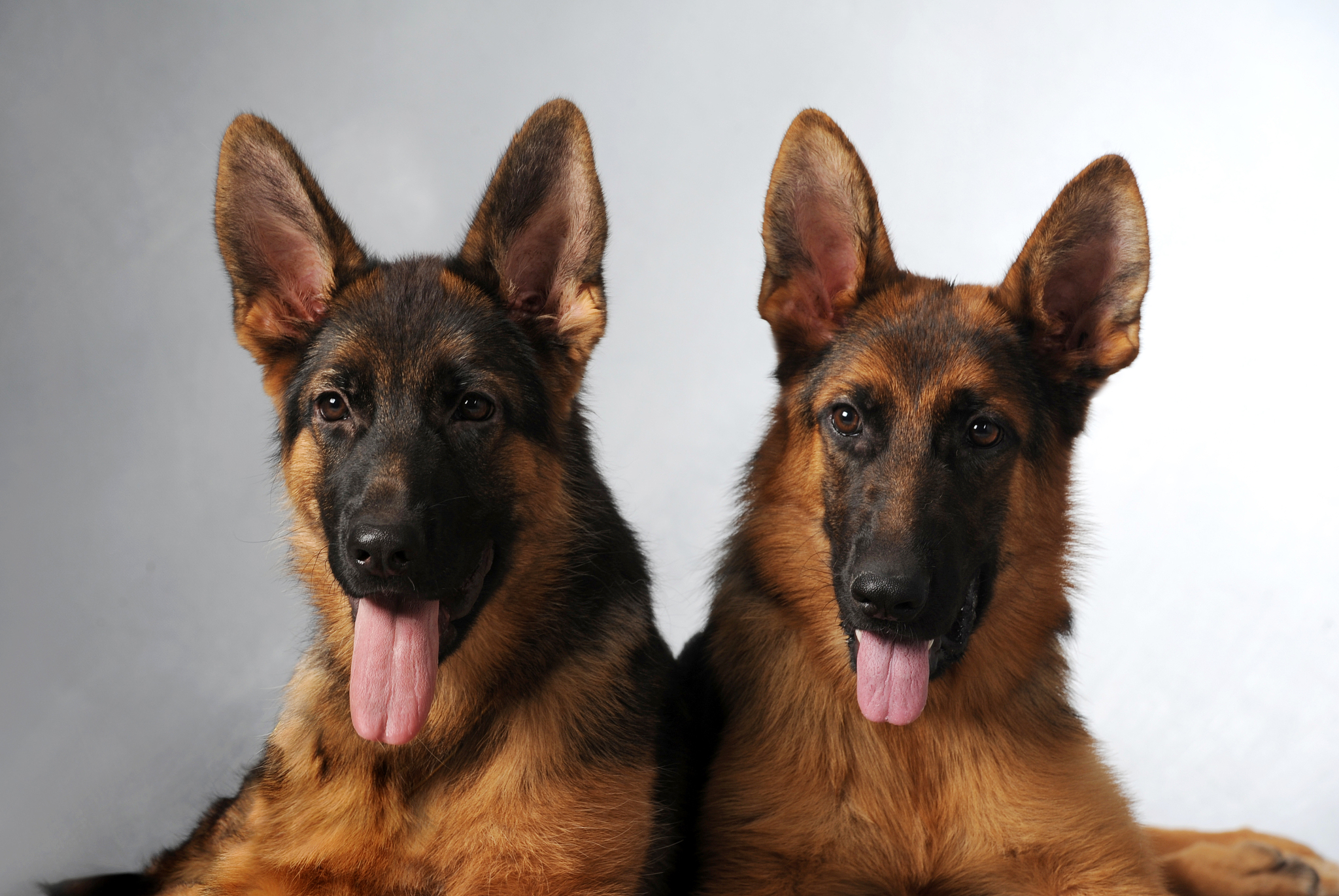 东德牧羊犬和西德牧羊犬区别