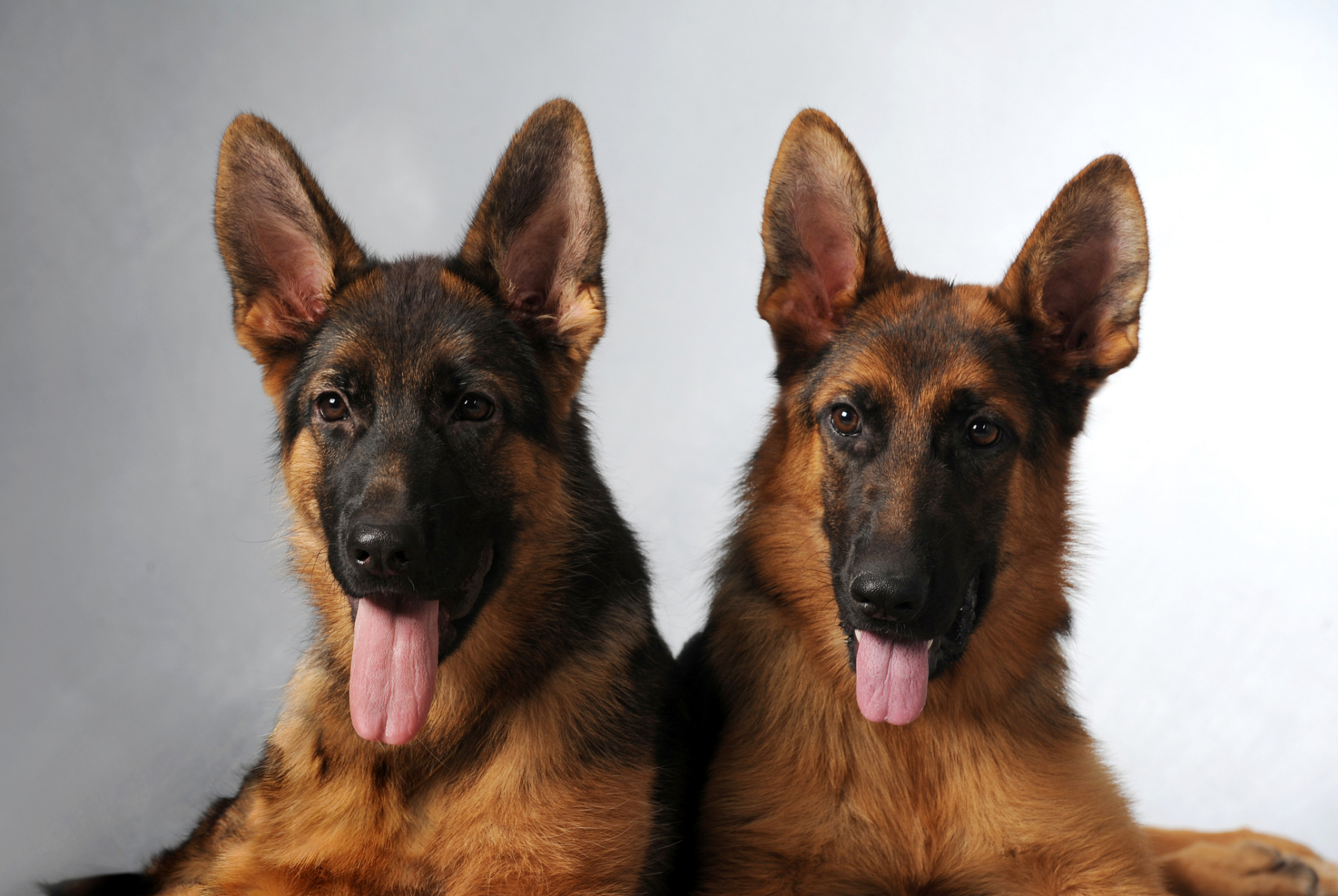 全球最聪明的十大狗狗排名,金毛犬荣登榜首,其次为边境牧羊犬,贵宾犬
