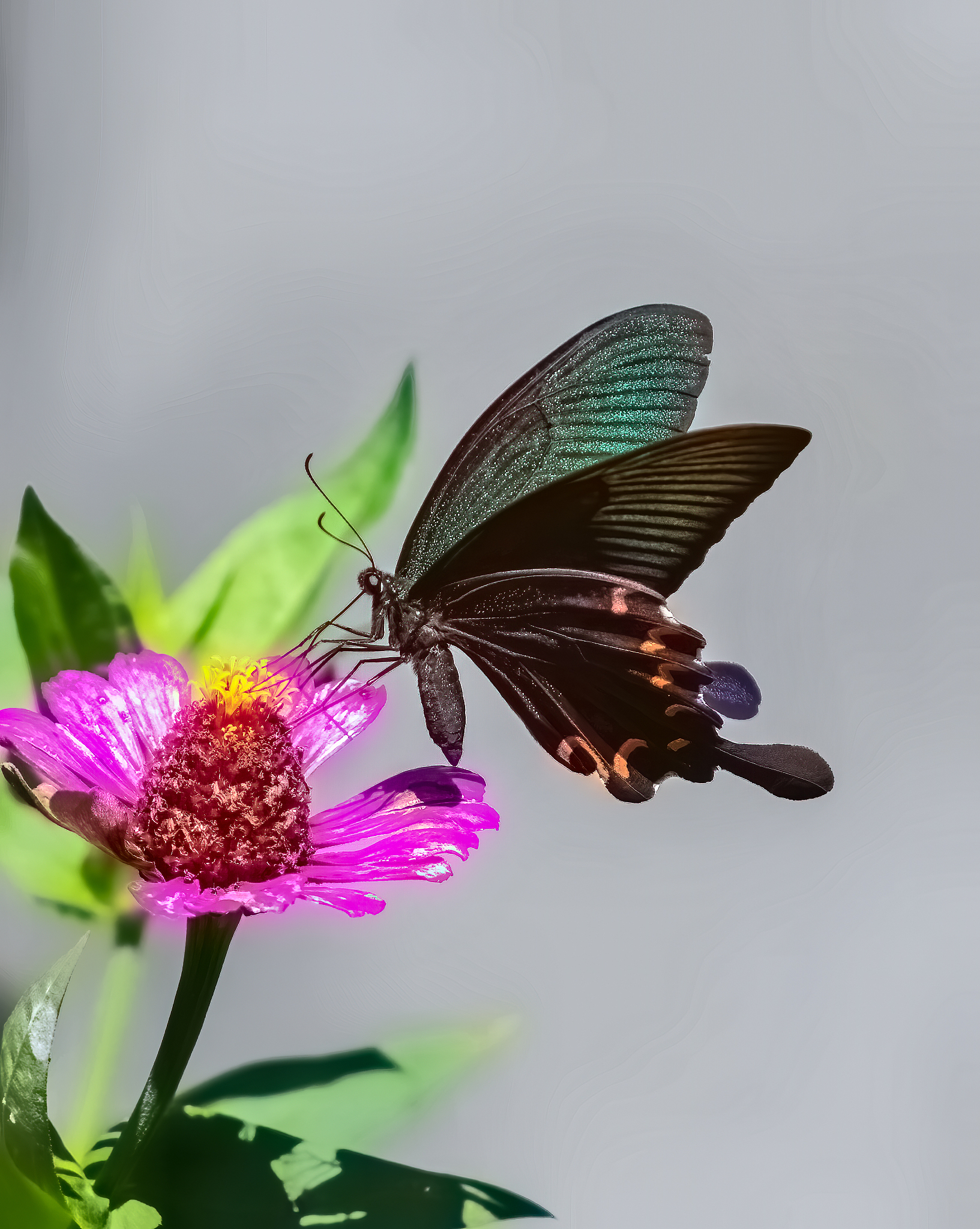 最是花间展翅蝶,可谓争艳舞特别. 轻盈扇落阳光影,灵动妙生有感觉.