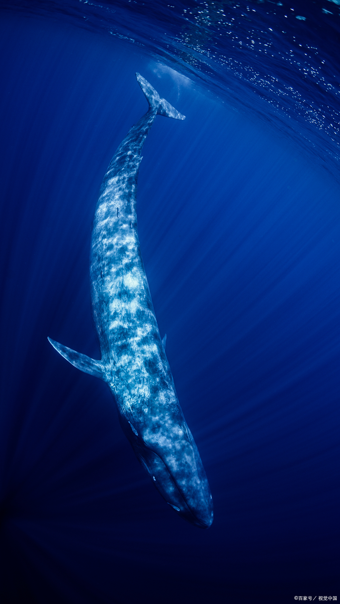 蓝鲸,地球上最大的生物,它的身躯宛如一座移动的蓝色岛屿,每一次
