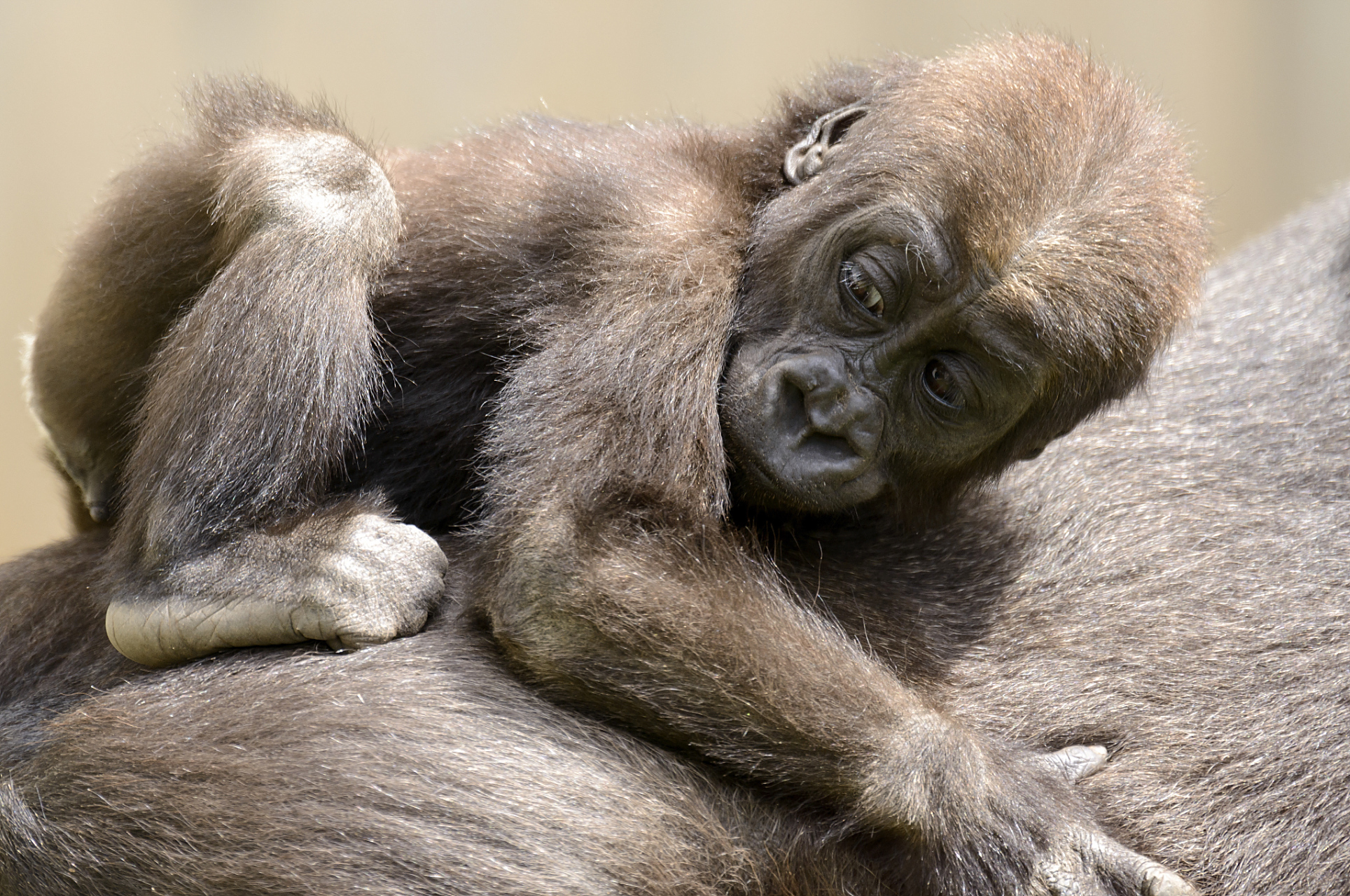 人类与猿类的共同祖先是森林古猿,是一组种类庞杂的化石猿类