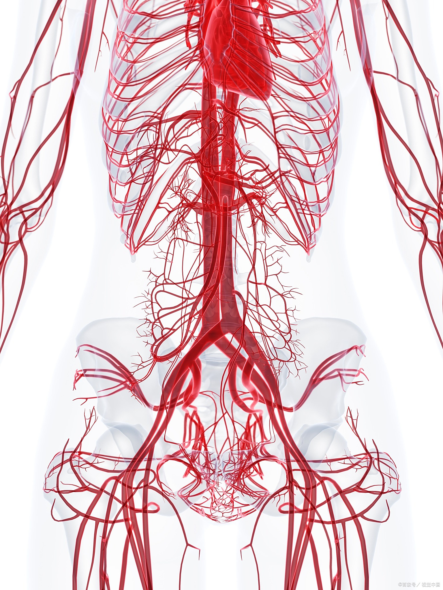 当体检报告上出现主动脉窦部增宽,很多人都会感到紧张