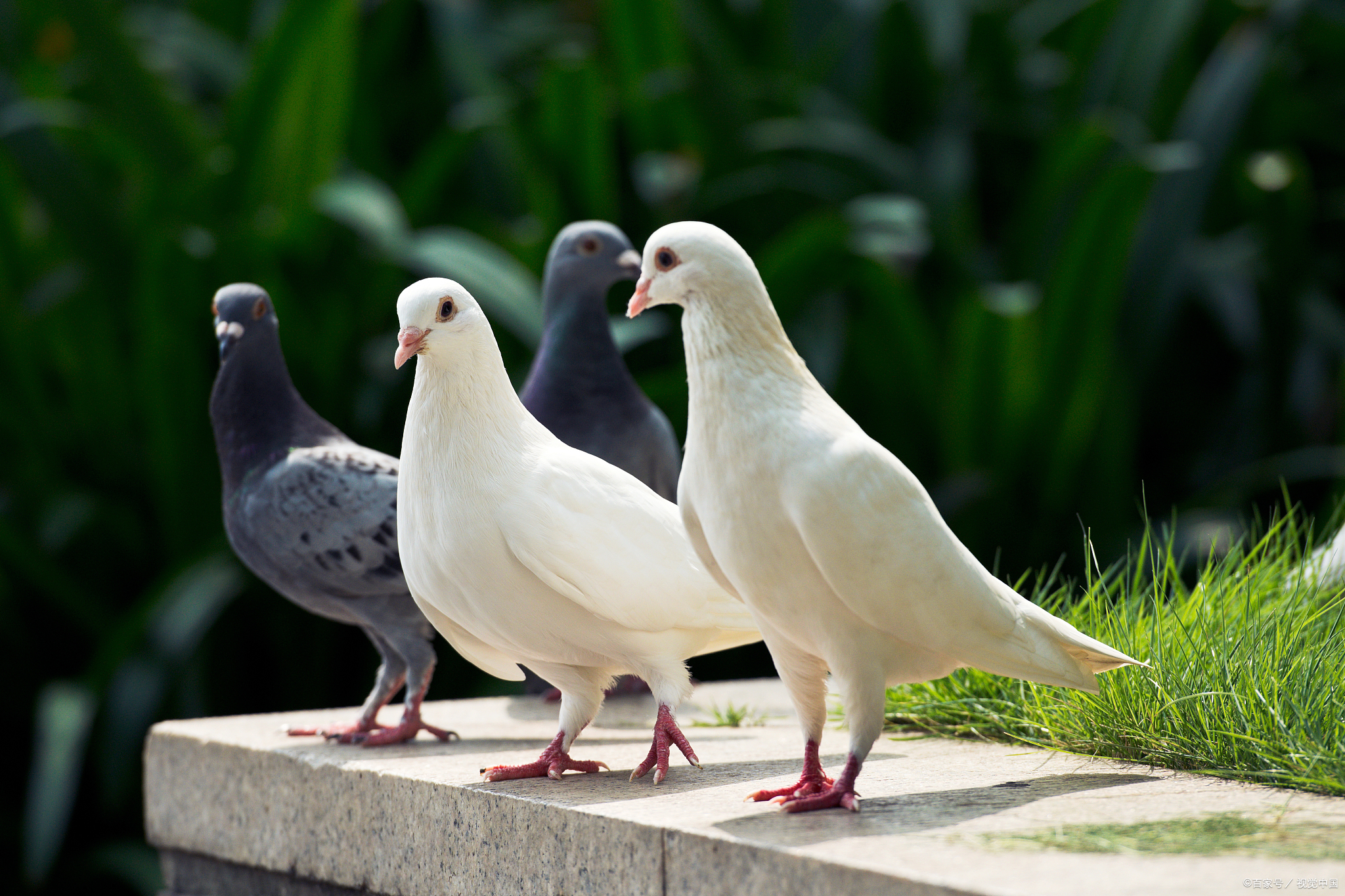 信鸽和普通鸽子的区别在哪里