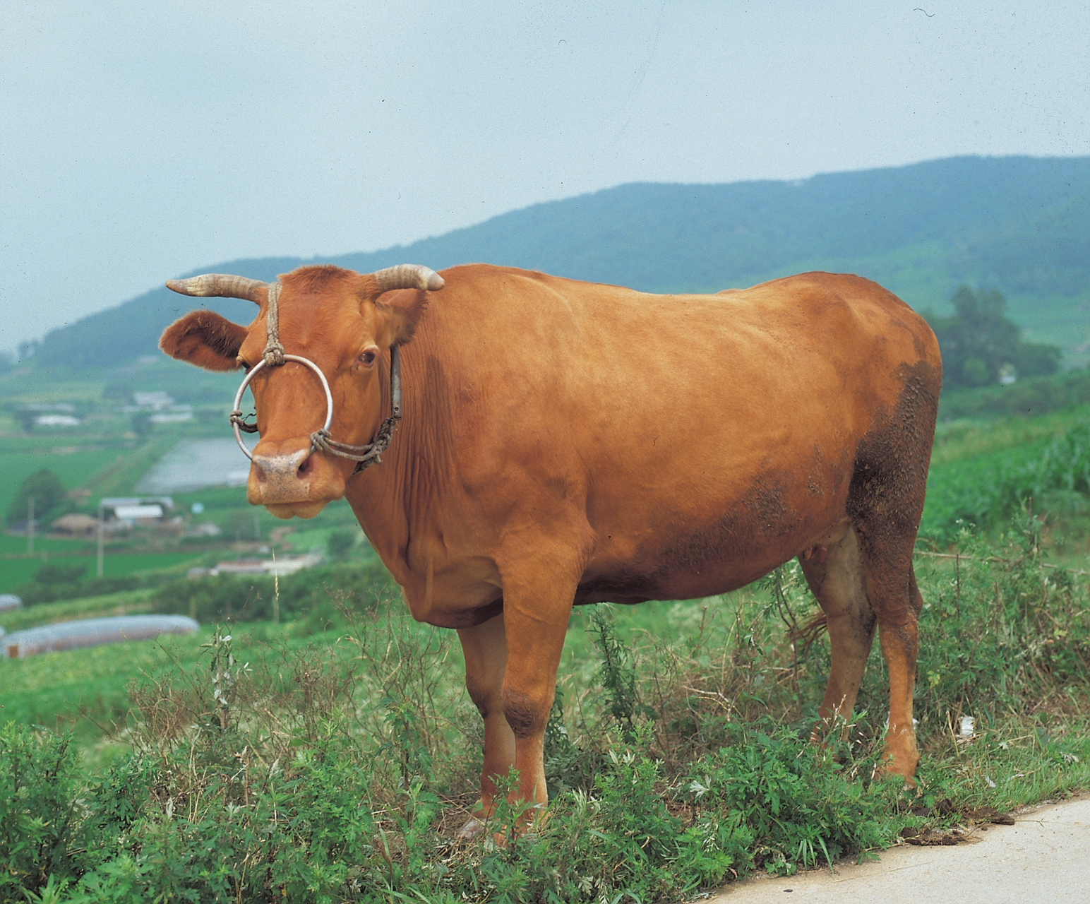 "  其他动物们听了大黄牛的话,都觉得不可思议.