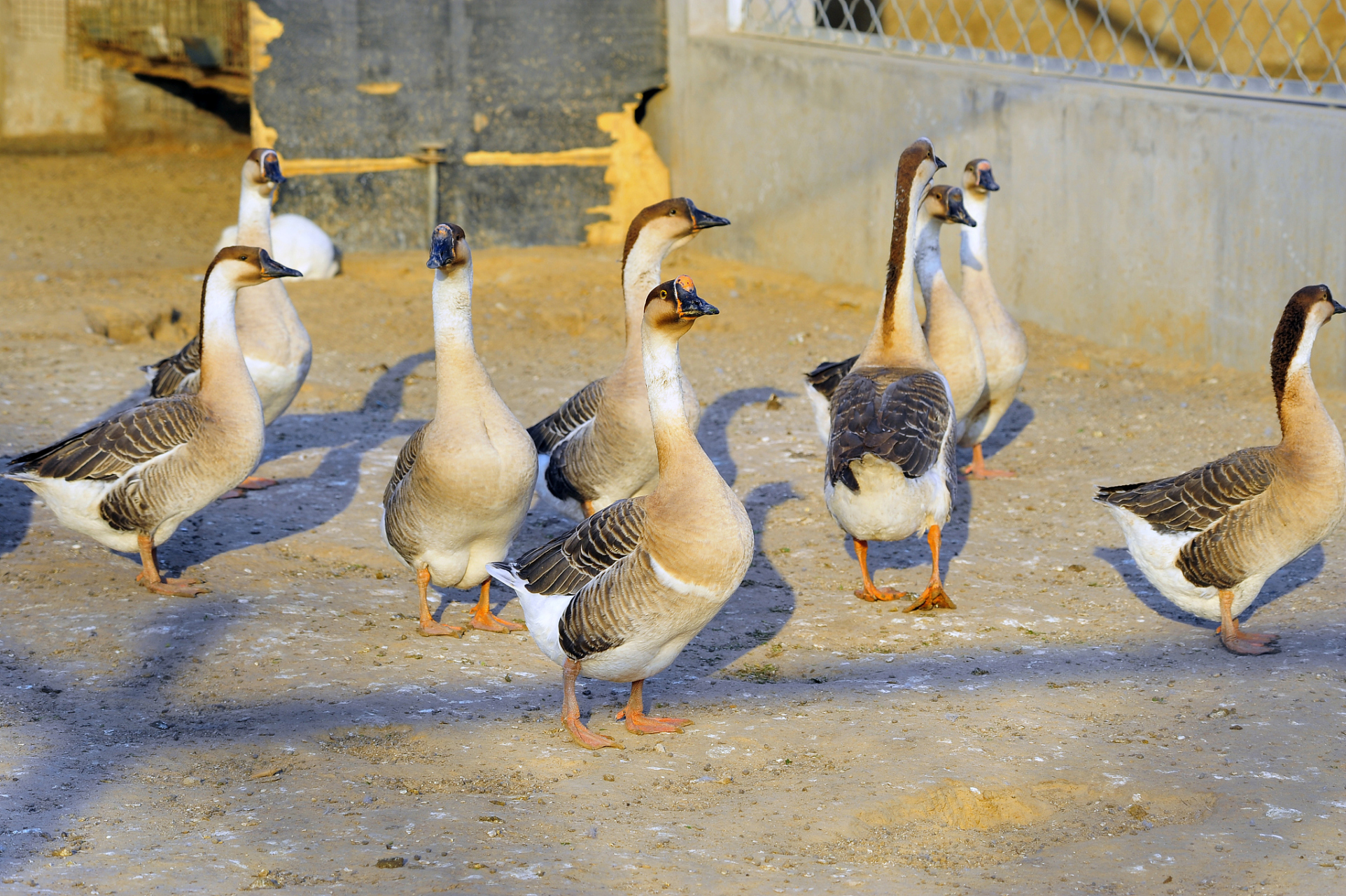 大三花鹅品种介绍  大三花鹅是一种杂交鹅品种,它的头上有三处黑毛
