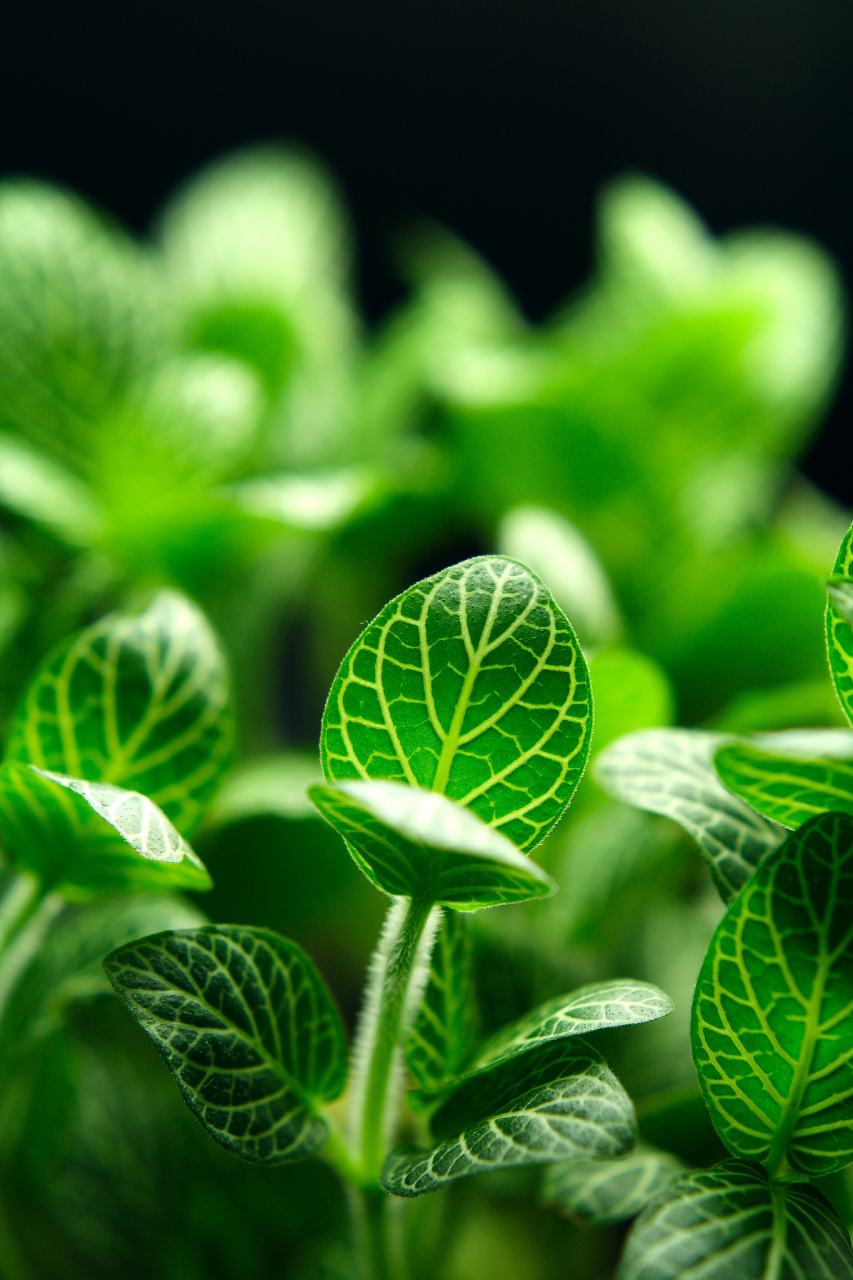 往日欢歌成追忆,今朝泪眼望归途