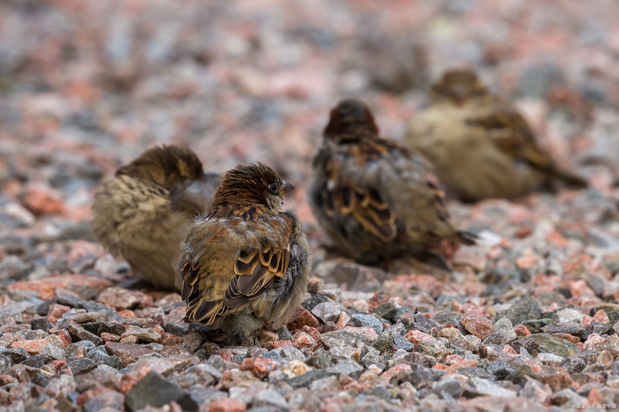 麻雀幼崽吃什么
