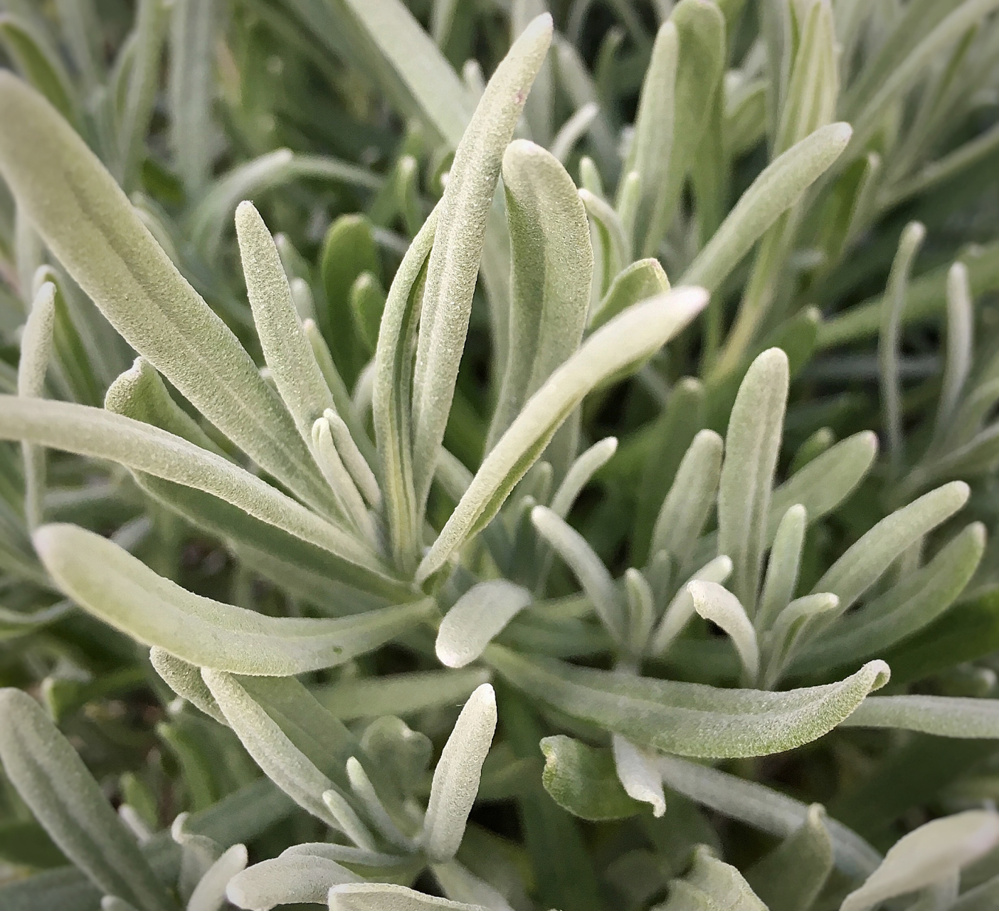 银叶菊具有独特的银白色叶子,观赏价值高,适应性强,生长迅速,具有水土