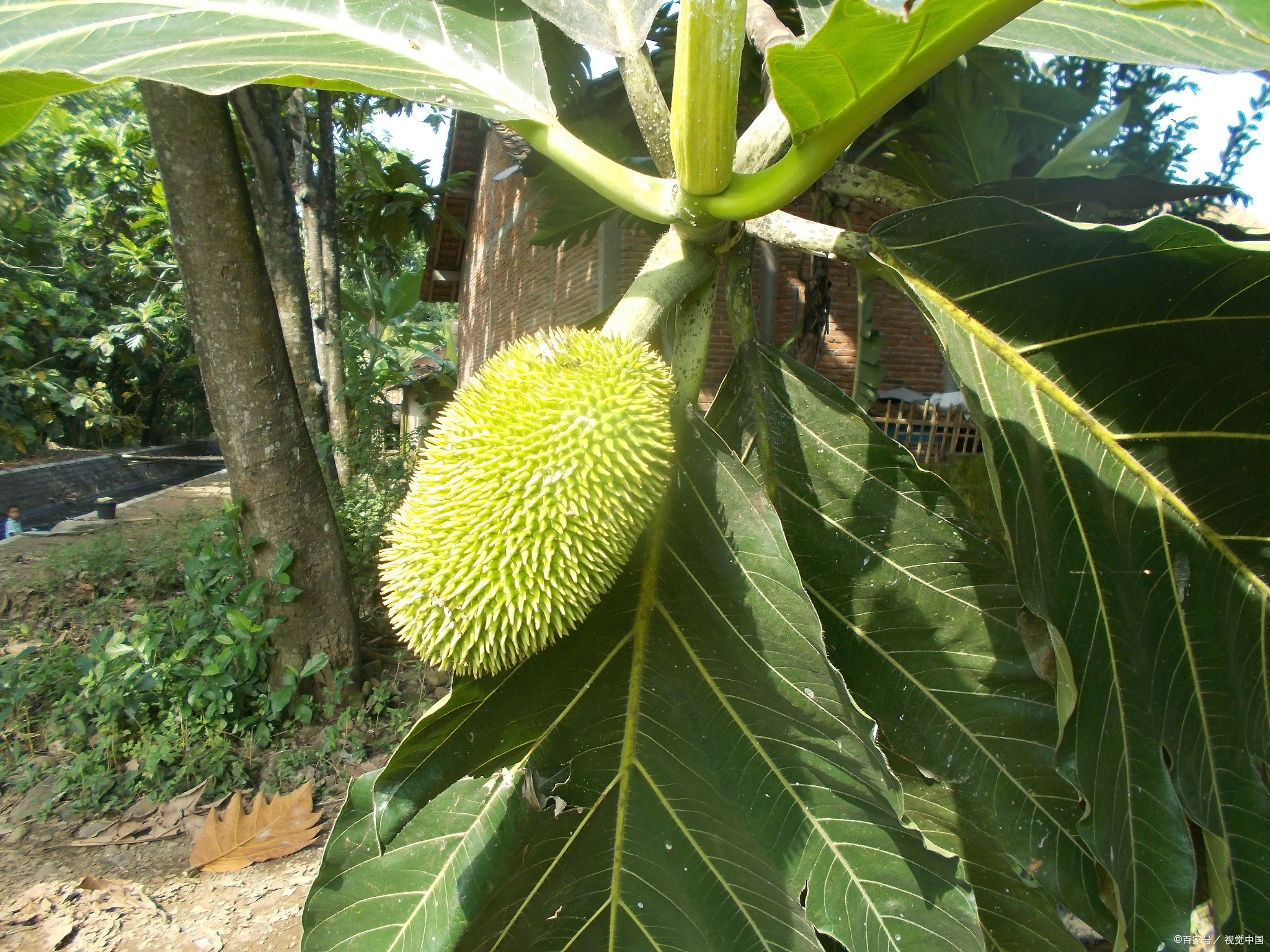 菠萝蜜树照片图片