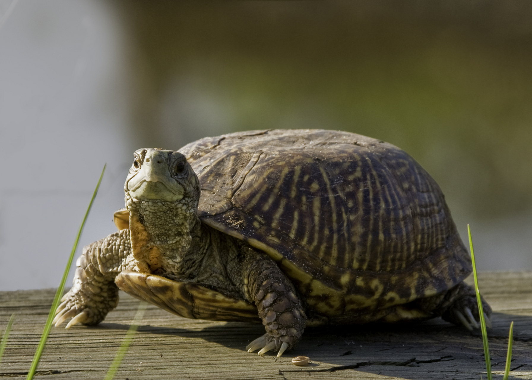 养乌龟不仅是一种爱好,更是一