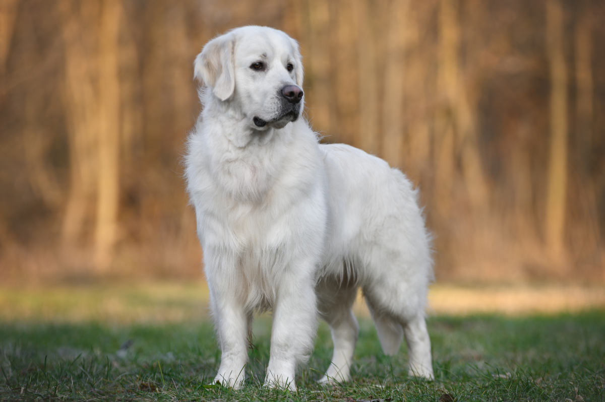 纯白色的金毛犬是纯种嘛