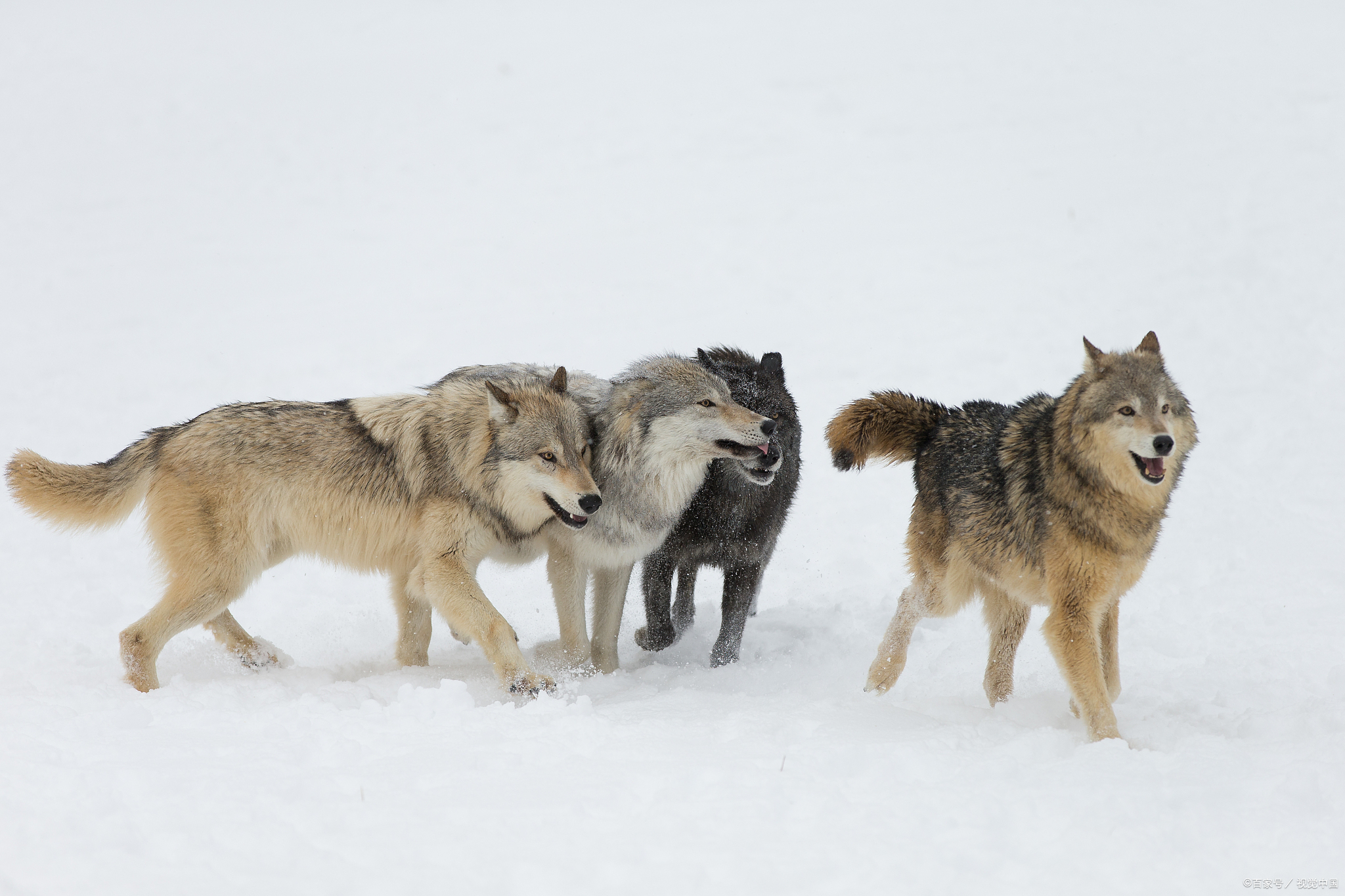 狼道:真正的强者,身上往往.@人生智慧全解读的动态