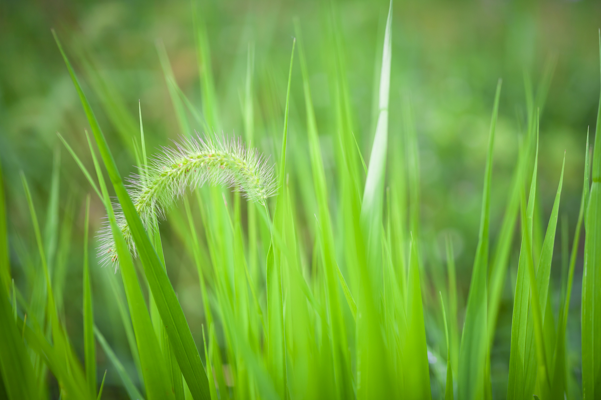 我们应汲取小草的力量,以积极坚韧的态度面对生活挑战,珍惜每个生命体