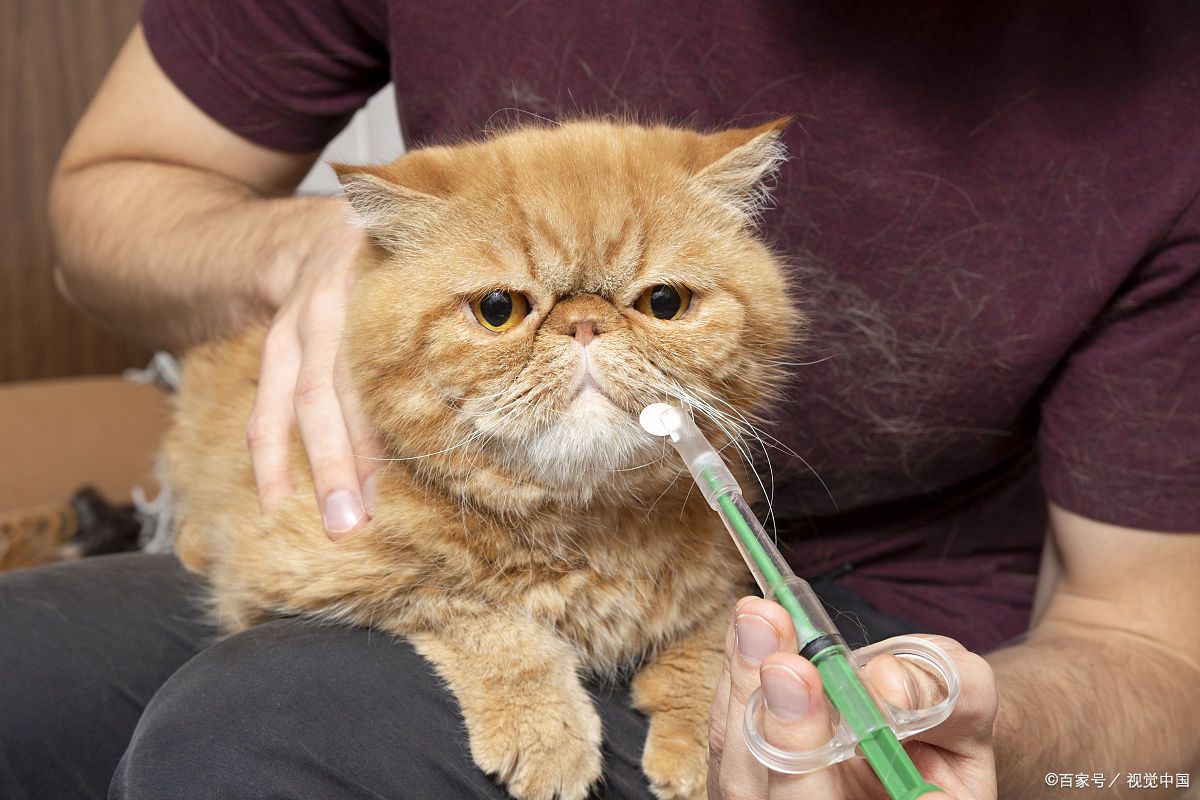 猫打疫苗前要注意些什么?新手家长照着做,主子少受罪