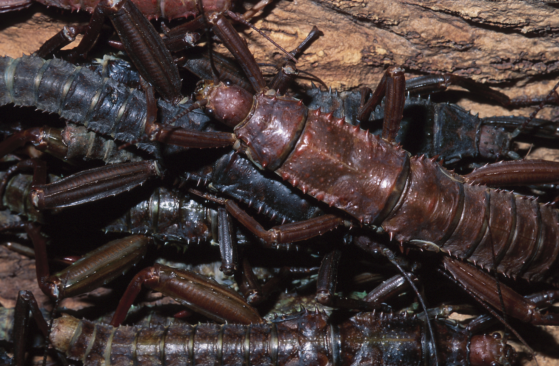 最近,北京海关在进境邮件中竟然查获了10只活体加拉帕戈斯巨人蜈蚣!