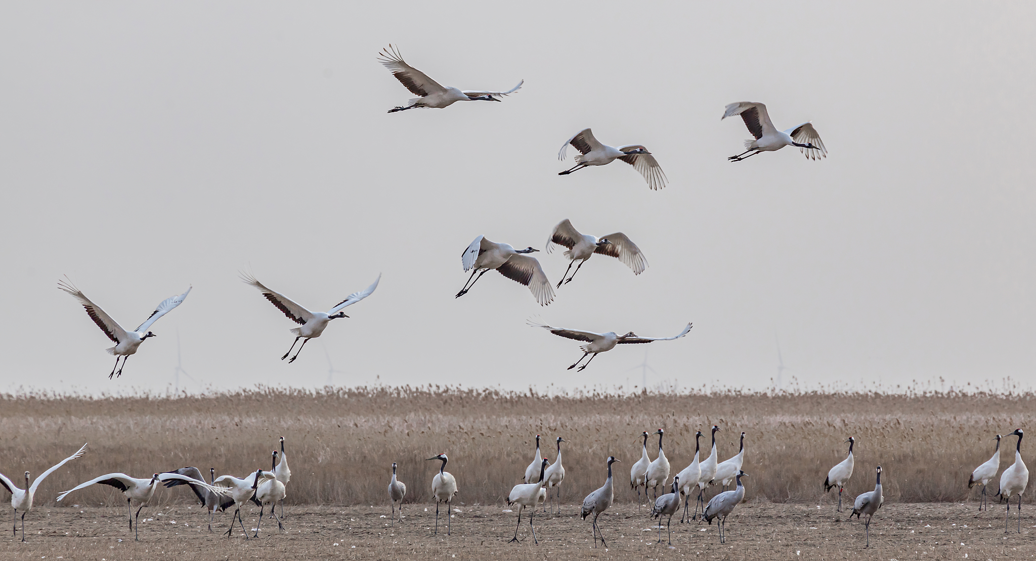 盐城丹顶鹤自然保护区位于江苏省盐城市大丰区境内,是世界上最大的