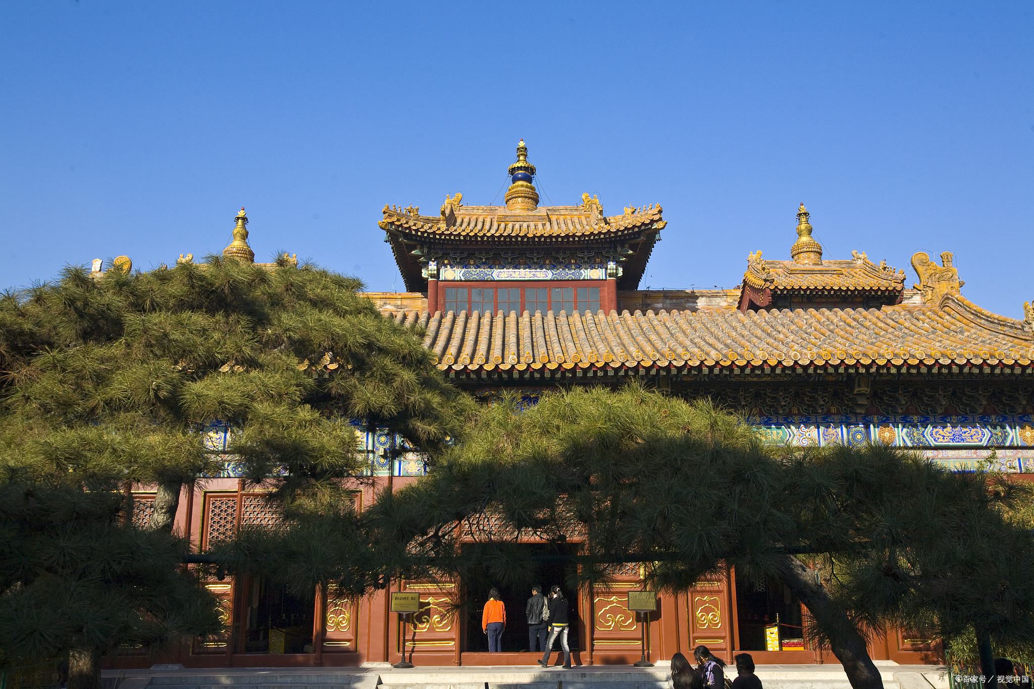 岁不寒无以知松柏,常见松柏类树木赏析